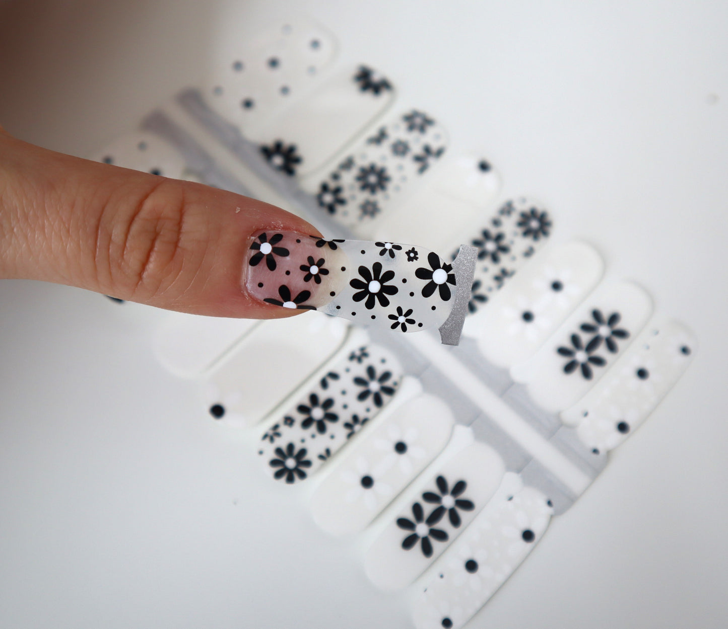 Light Gray White and Black Daisy Flowers Clear Overlay Negative Space