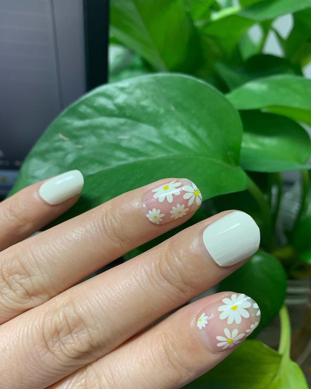 Rosy Brown Oopsie Daisies