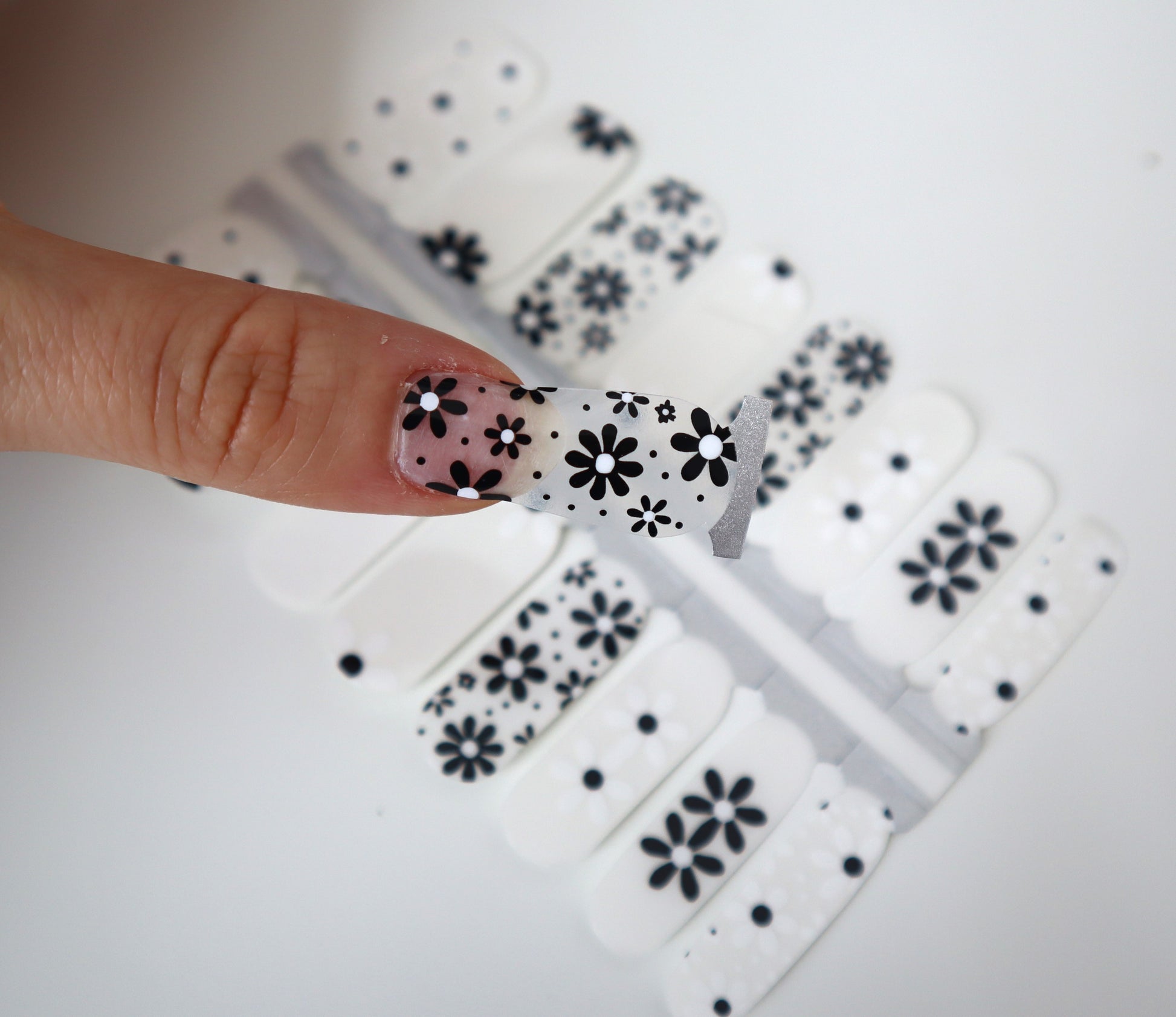 Light Gray White and Black Daisy Flowers Clear Overlay Negative Space