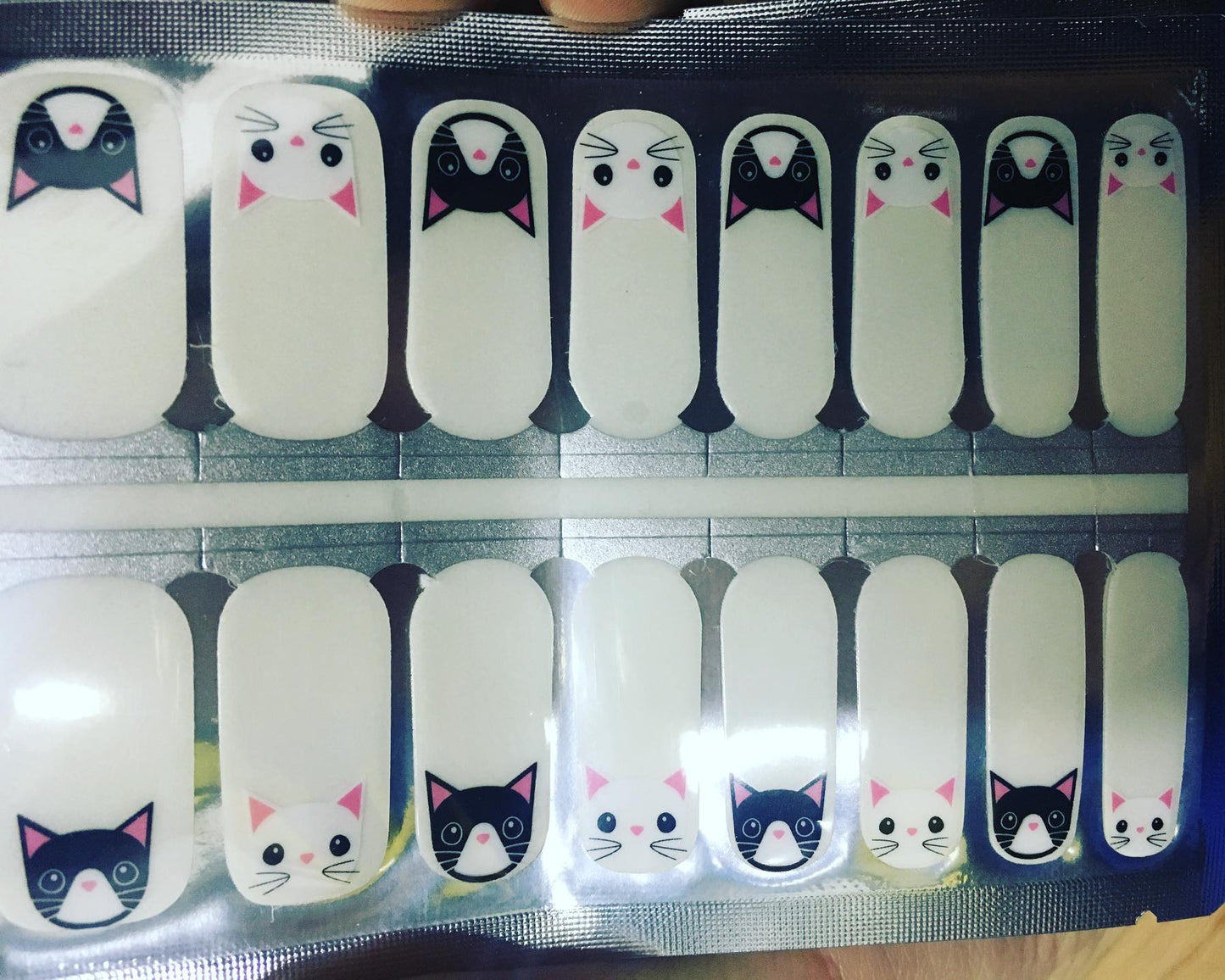 Gray Black and White Cats Faces with Whiskers and Clear Background Overlay