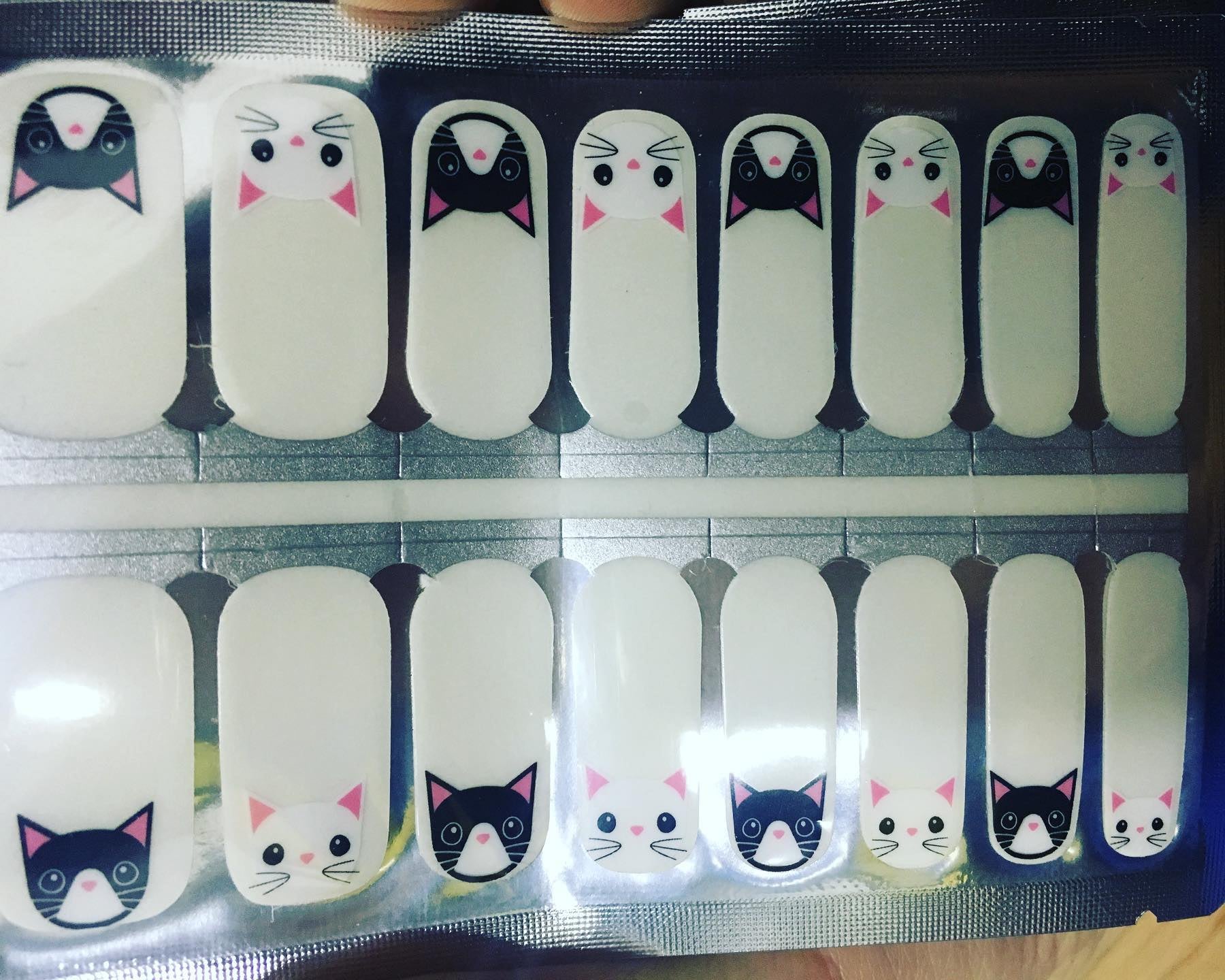 Gray Black and White Cats Faces with Whiskers and Clear Background Overlay