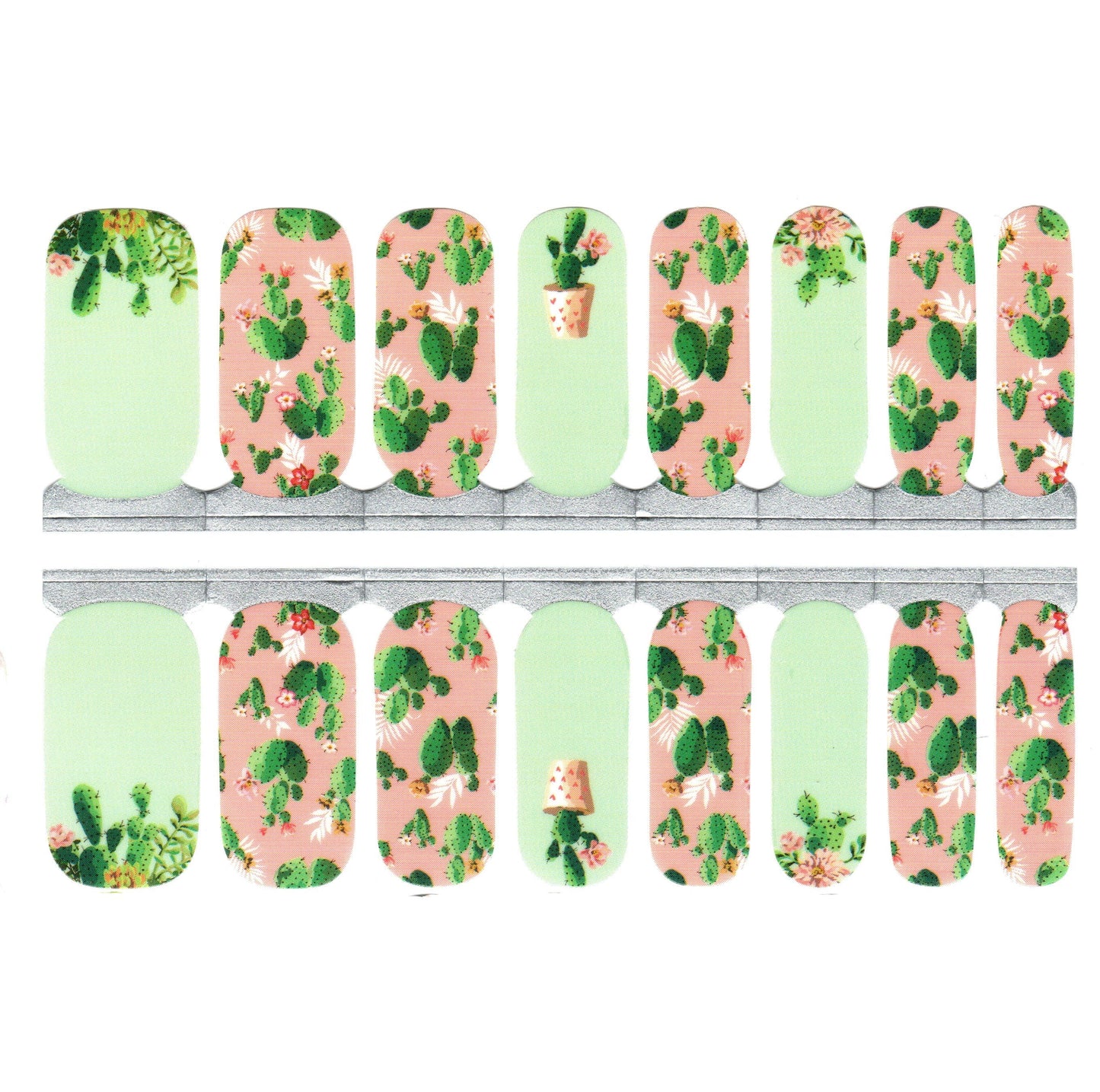 White Smoke Pink and Green Cacti Cactuses Succulents