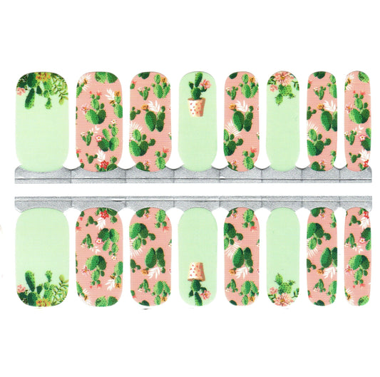 White Smoke Pink and Green Cacti Cactuses Succulents